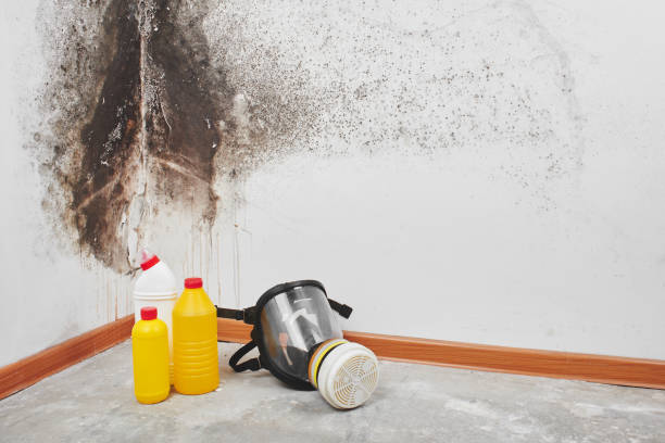Best Black Mold Removal  in Herriman, UT