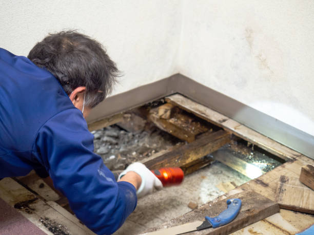 Best Affordable Mold Removal  in Herriman, UT