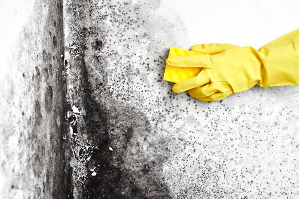 Best Office Mold Removal Services  in Herriman, UT