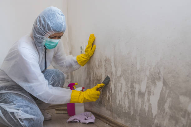 Best Residential Mold Removal  in Herriman, UT