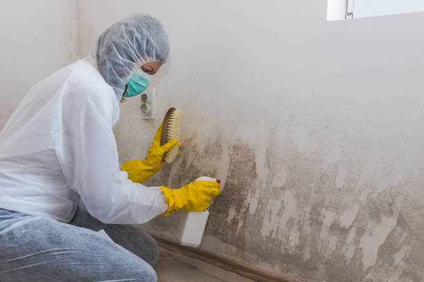 Trusted Herriman, UT Mold Removal Experts