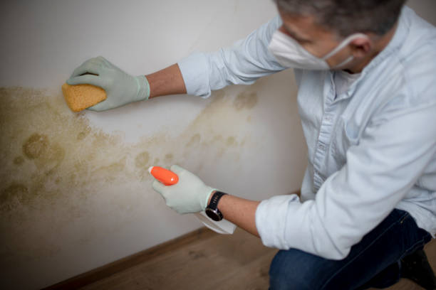 Best Residential Mold Removal  in Herriman, UT