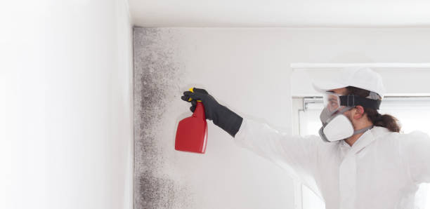 Best Same-Day Mold Removal  in Herriman, UT
