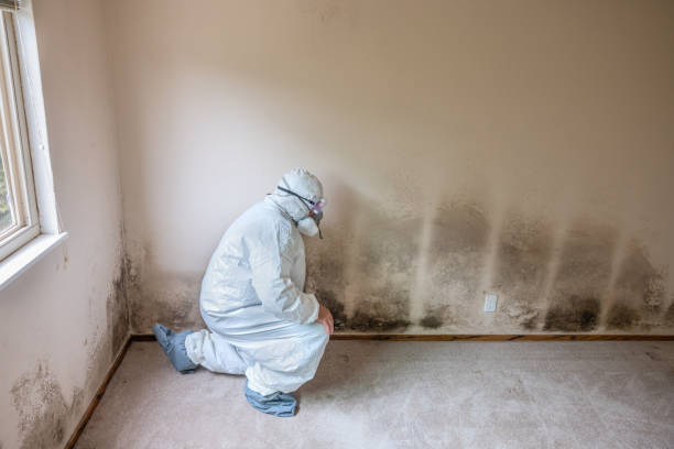 Best Local Mold Removal Service  in Herriman, UT