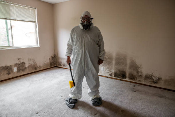 Office Mold Removal Services in Herriman, UT